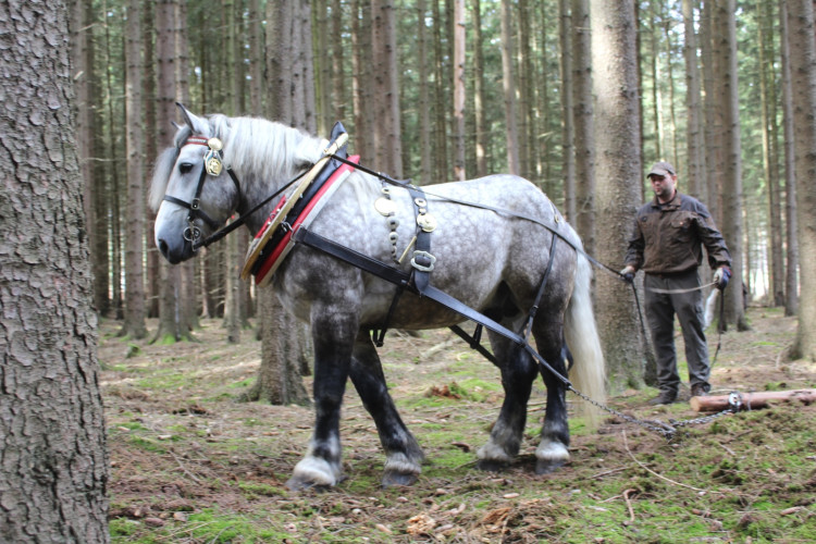 Den za obnovu lesa 2023, lokalita Pouště
