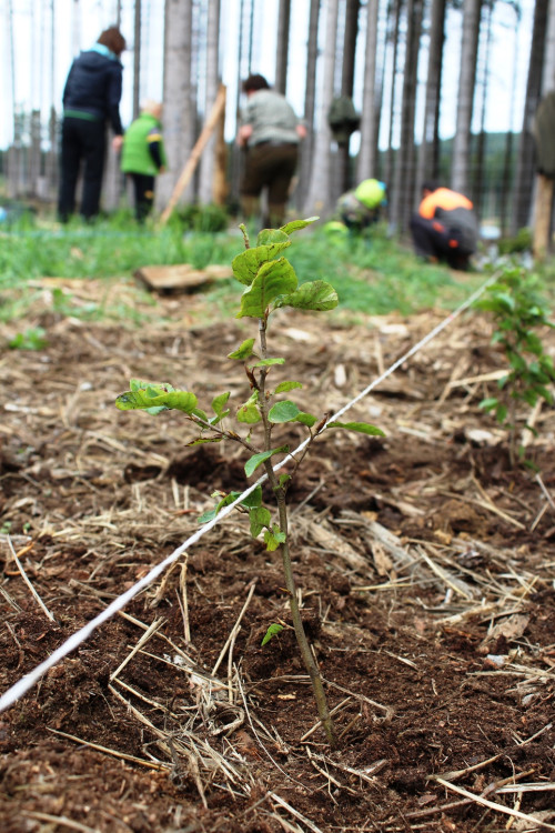 Den za obnovu lesa 2023, lokalita Pouště