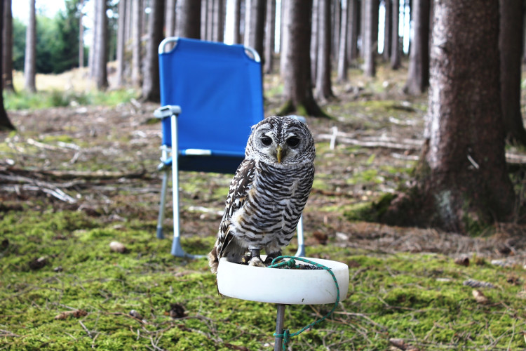 Den za obnovu lesa 2023, lokalita Pouště