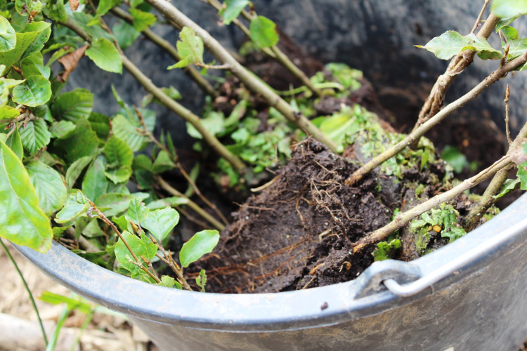 Den za obnovu lesa 2023, lokalita Pouště