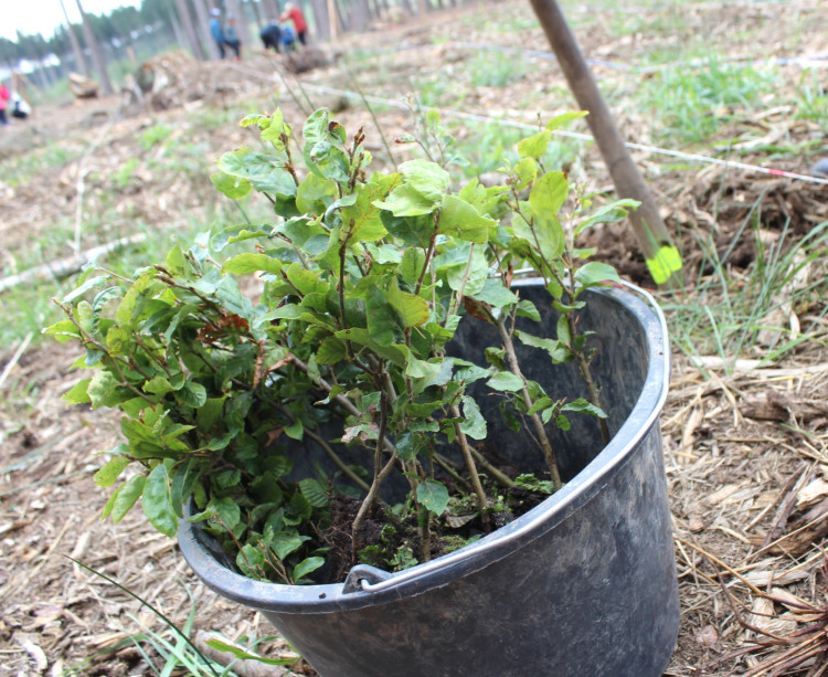 Den za obnovu lesa 2023, lokalita Pouště