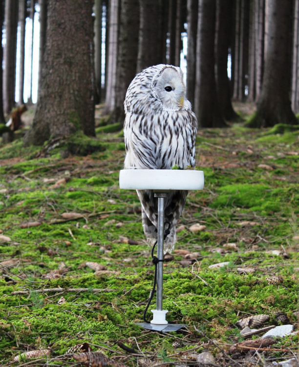 Den za obnovu lesa 2023, lokalita Pouště