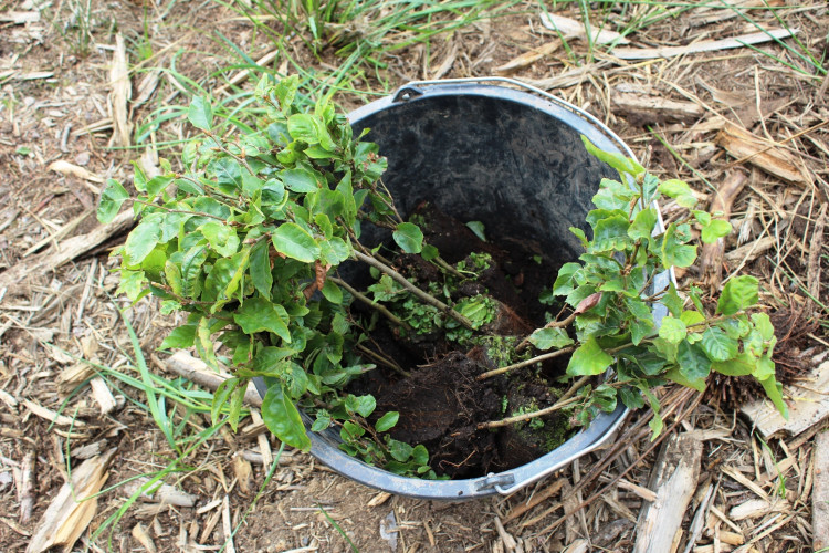 Den za obnovu lesa 2023, lokalita Pouště