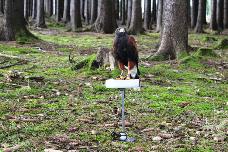 Den za obnovu lesa 2023, lokalita Pouště
