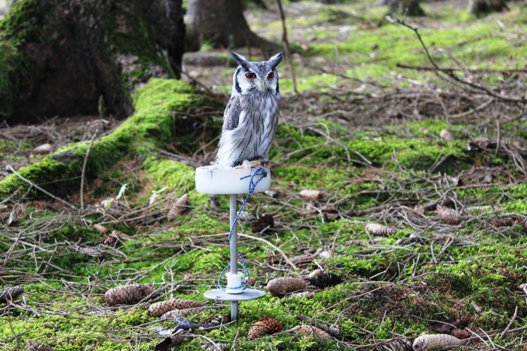 Den za obnovu lesa 2023, lokalita Pouště