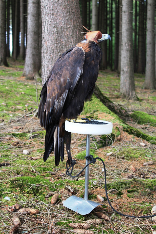 Den za obnovu lesa 2023, lokalita Pouště