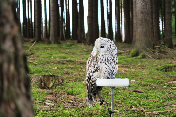 Den za obnovu lesa 2023, lokalita Pouště