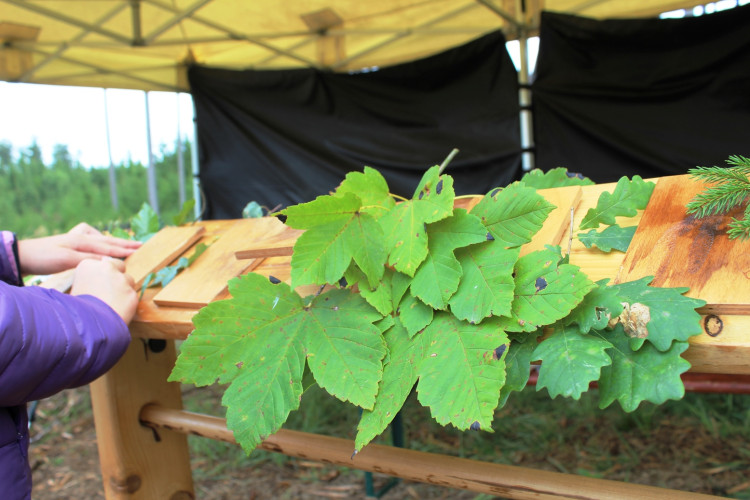 Den za obnovu lesa 2023, lokalita Pouště