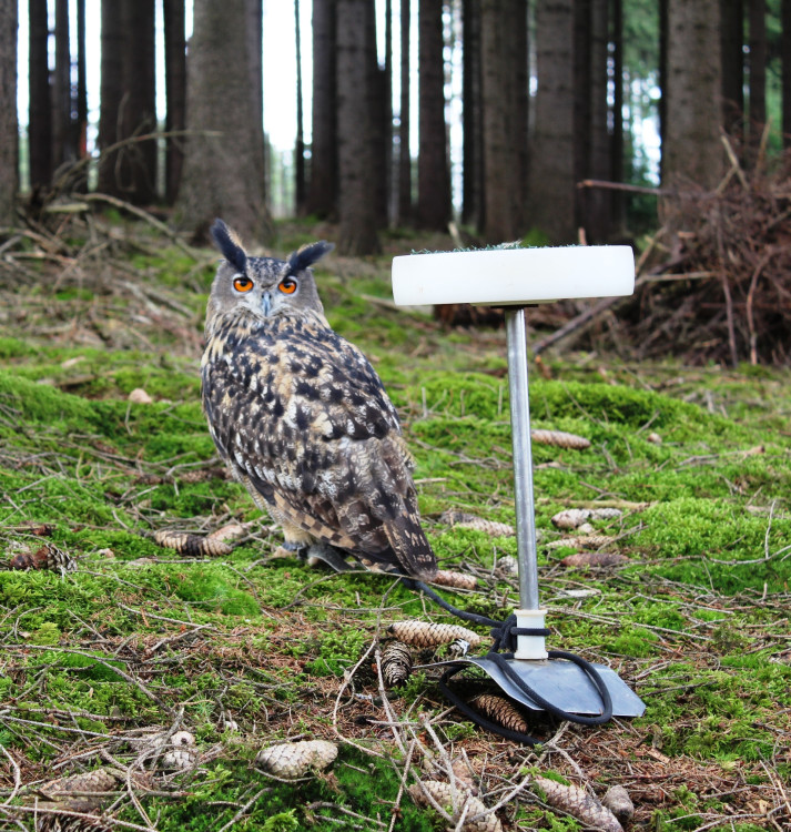 Den za obnovu lesa 2023, lokalita Pouště