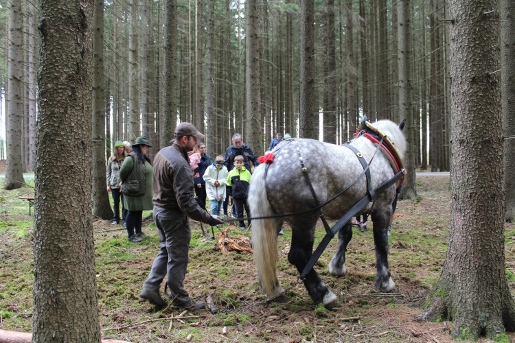 Den za obnovu lesa 2023, lokalita Pouště