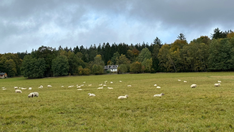 Pastviny na Brčálníku