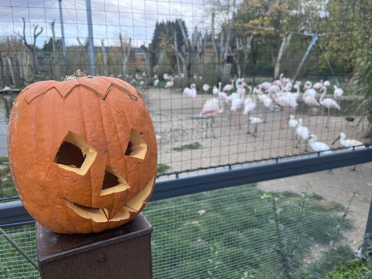 GALERIE: Týden duchů v Safari Parku (2023)