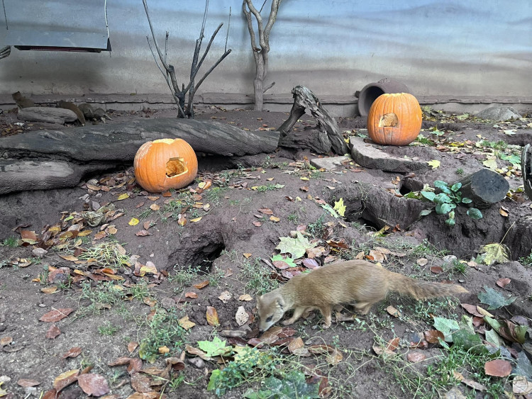 GALERIE: Týden duchů v Safari Parku (2023)