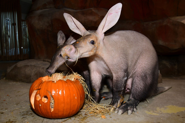FOTOGALERIE: Dýňobraní v zoo na Svatém Kopečku