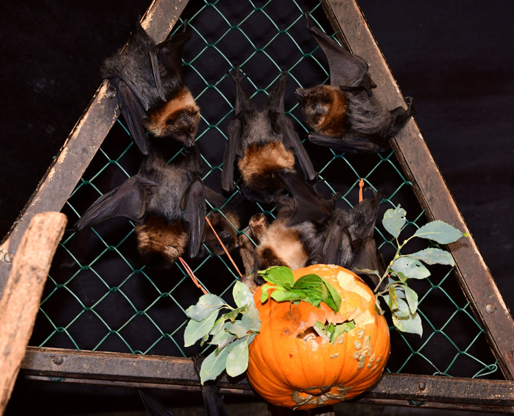 FOTOGALERIE: Dýňobraní v zoo na Svatém Kopečku