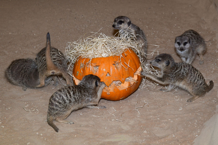 FOTOGALERIE: Dýňobraní v zoo na Svatém Kopečku