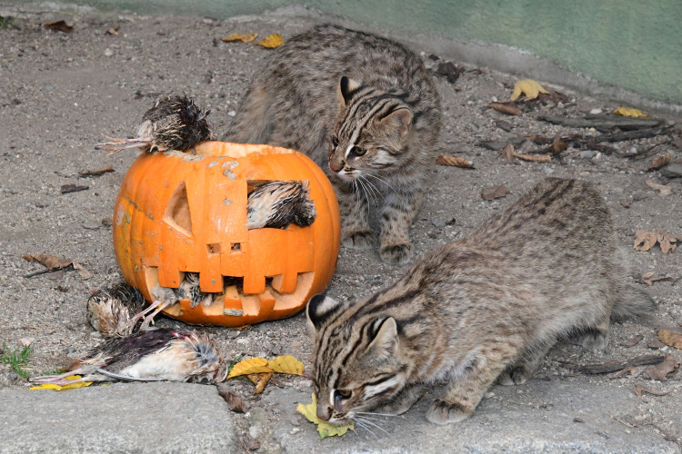 FOTOGALERIE: Dýňobraní v zoo na Svatém Kopečku