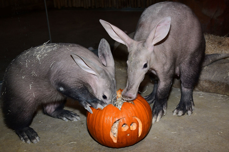 FOTOGALERIE: Dýňobraní v zoo na Svatém Kopečku
