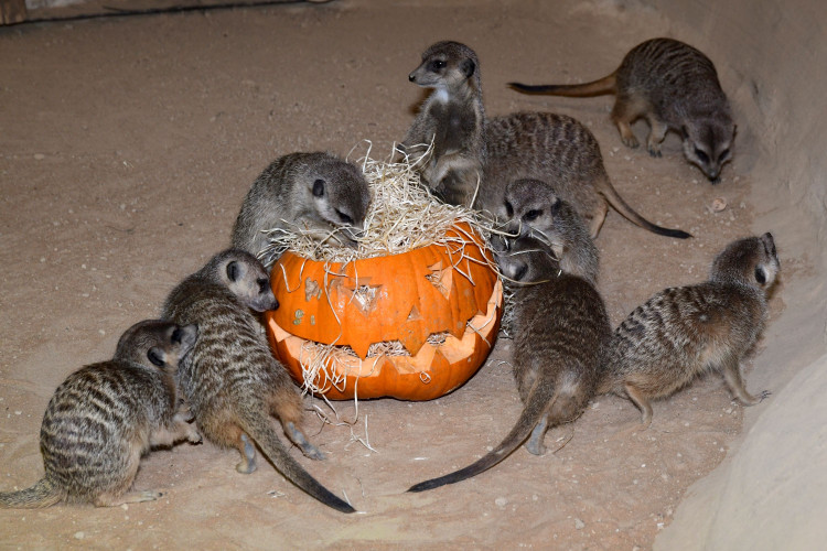 FOTOGALERIE: Dýňobraní v zoo na Svatém Kopečku