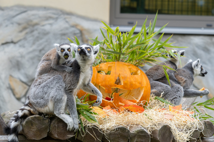 FOTOGALERIE: Dýňobraní v zoo na Svatém Kopečku