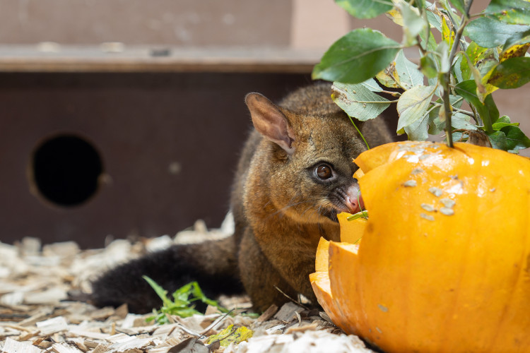 FOTOGALERIE: Dýňobraní v zoo na Svatém Kopečku