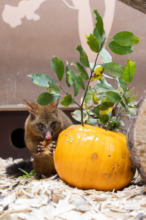 FOTOGALERIE: Dýňobraní v zoo na Svatém Kopečku