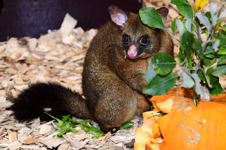 FOTOGALERIE: Dýňobraní v zoo na Svatém Kopečku