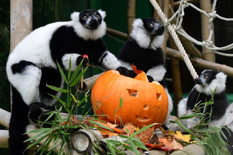 FOTOGALERIE: Dýňobraní v zoo na Svatém Kopečku