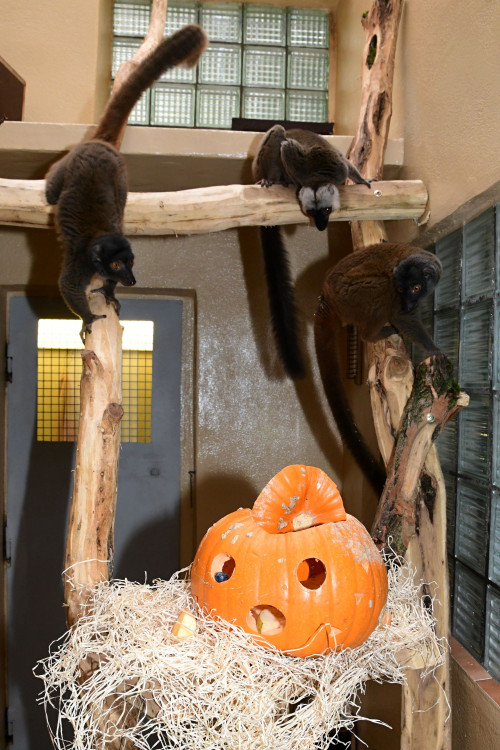 FOTOGALERIE: Dýňobraní v zoo na Svatém Kopečku