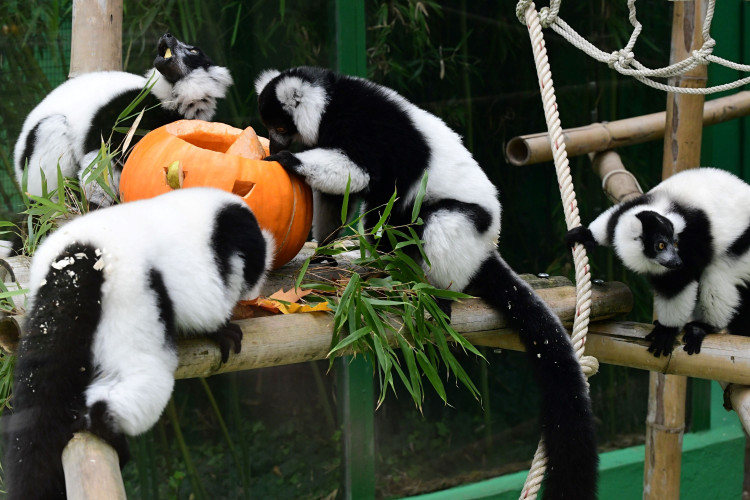 FOTOGALERIE: Dýňobraní v zoo na Svatém Kopečku