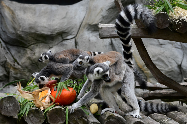 FOTOGALERIE: Dýňobraní v zoo na Svatém Kopečku