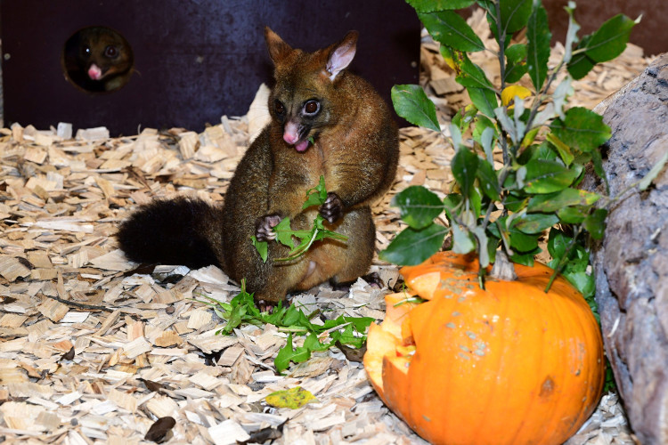 FOTOGALERIE: Dýňobraní v zoo na Svatém Kopečku