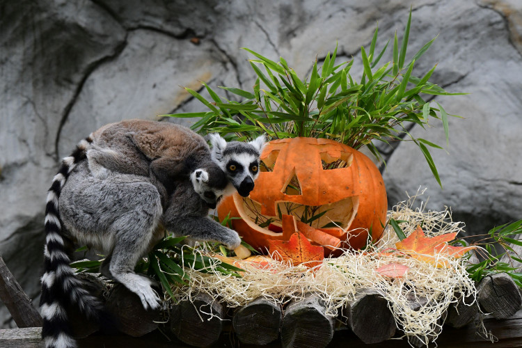 FOTOGALERIE: Dýňobraní v zoo na Svatém Kopečku