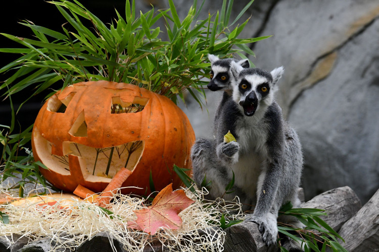FOTOGALERIE: Dýňobraní v zoo na Svatém Kopečku