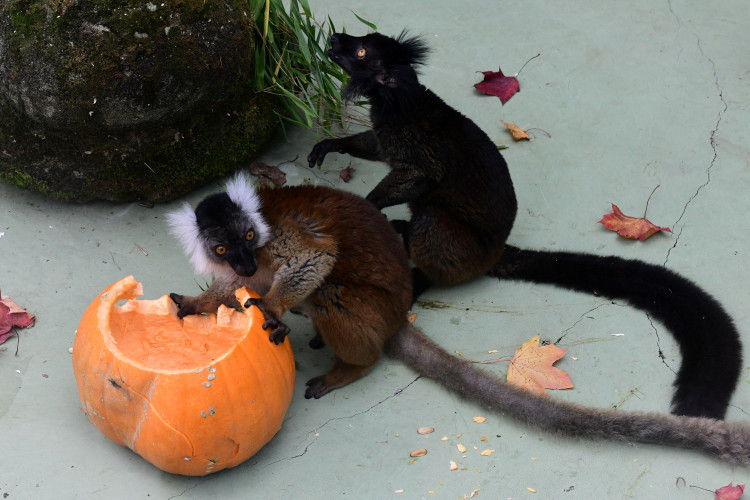 FOTOGALERIE: Dýňobraní v zoo na Svatém Kopečku