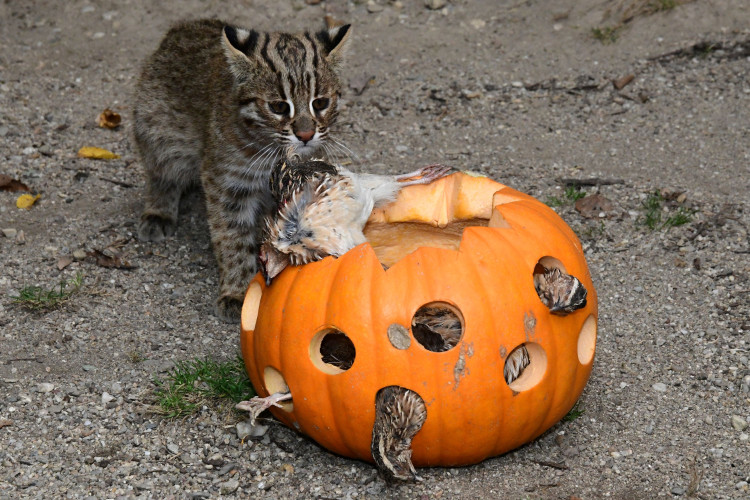FOTOGALERIE: Dýňobraní v zoo na Svatém Kopečku