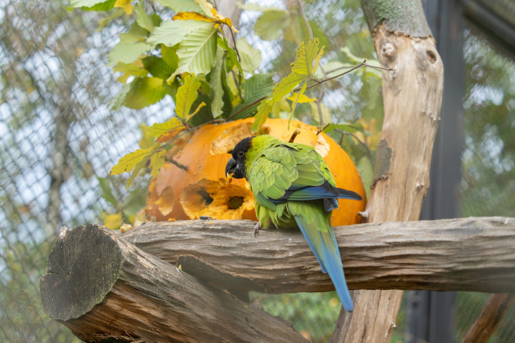 FOTOGALERIE: Dýňobraní v zoo na Svatém Kopečku