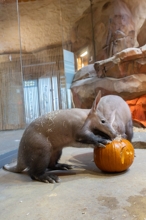 FOTOGALERIE: Dýňobraní v zoo na Svatém Kopečku