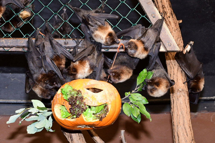 FOTOGALERIE: Dýňobraní v zoo na Svatém Kopečku