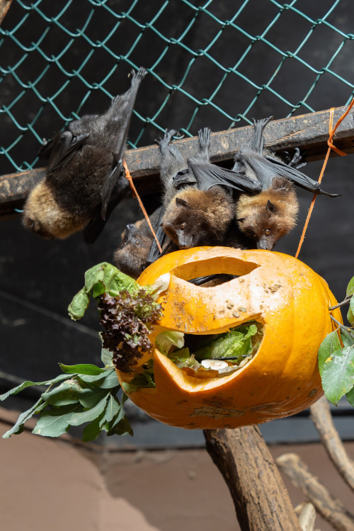 FOTOGALERIE: Dýňobraní v zoo na Svatém Kopečku