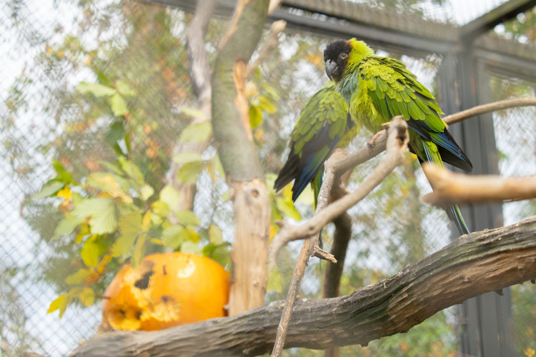 FOTOGALERIE: Dýňobraní v zoo na Svatém Kopečku