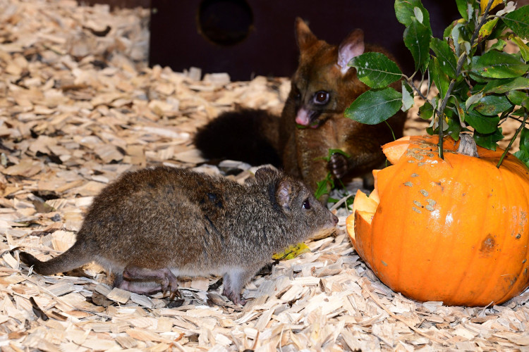 FOTOGALERIE: Dýňobraní v zoo na Svatém Kopečku