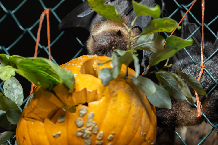 FOTOGALERIE: Dýňobraní v zoo na Svatém Kopečku