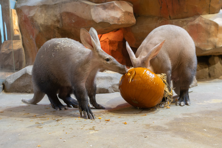 FOTOGALERIE: Dýňobraní v zoo na Svatém Kopečku