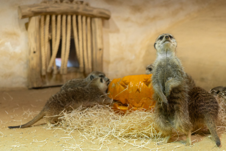 FOTOGALERIE: Dýňobraní v zoo na Svatém Kopečku