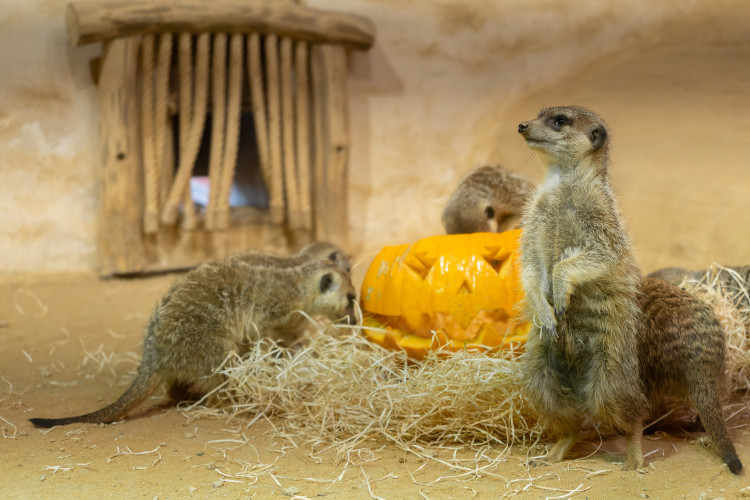 FOTOGALERIE: Dýňobraní v zoo na Svatém Kopečku