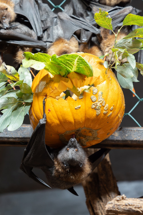 FOTOGALERIE: Dýňobraní v zoo na Svatém Kopečku