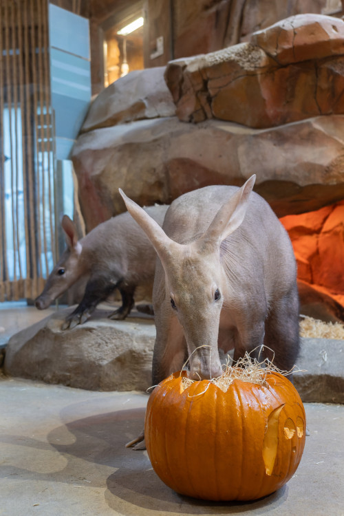 FOTOGALERIE: Dýňobraní v zoo na Svatém Kopečku