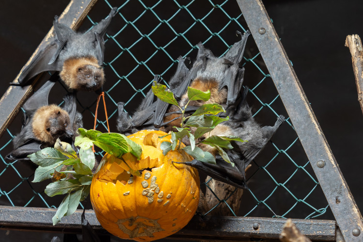 FOTOGALERIE: Dýňobraní v zoo na Svatém Kopečku