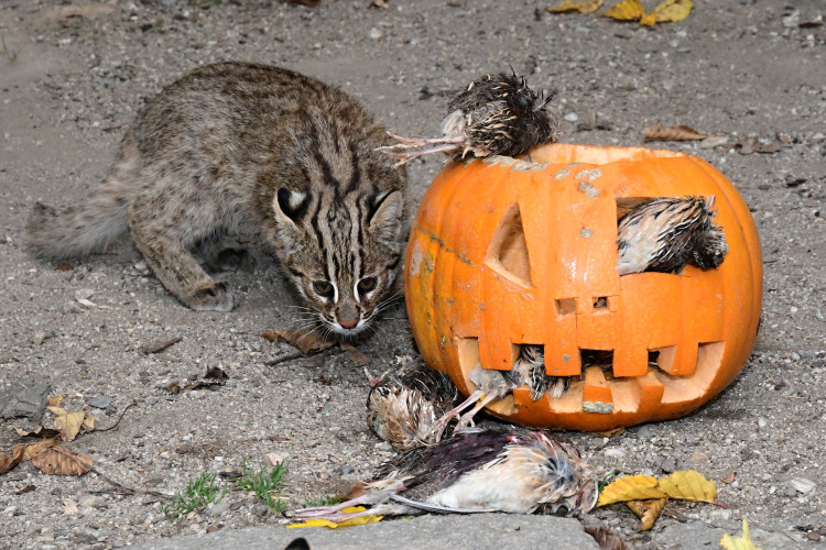 FOTOGALERIE: Dýňobraní v zoo na Svatém Kopečku